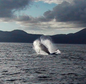 Humpback Whale in full breach