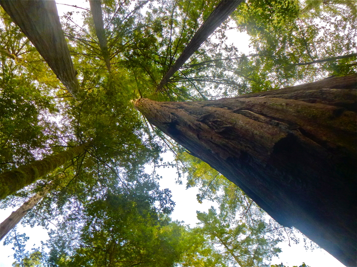 Trees in the Rights Cave