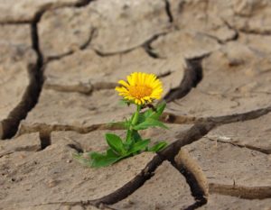 Dandelion growing in dried and cracked mud