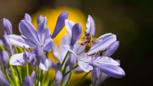 honey bee collecting nectar