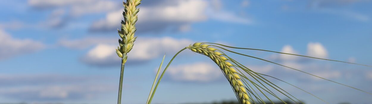 Ears of wheat on distant landscape