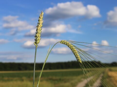 Ears of wheat on distant landscape