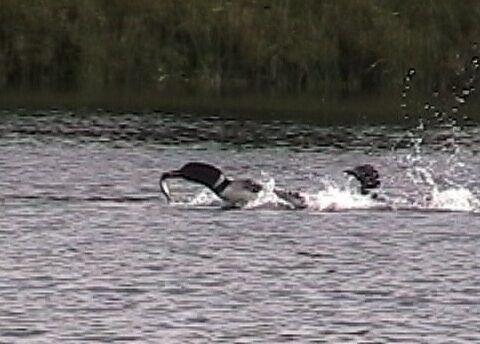 Two loons race to their chick.