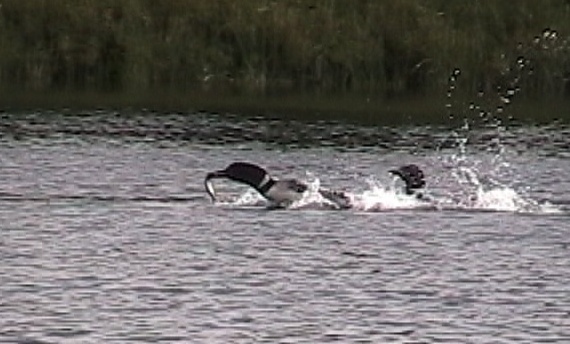 Two loons race to their chick.