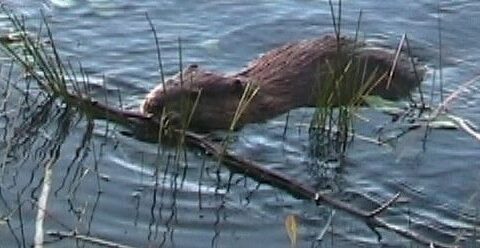 Beaver consuming bark
