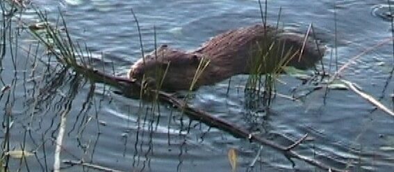 Beaver consuming bark
